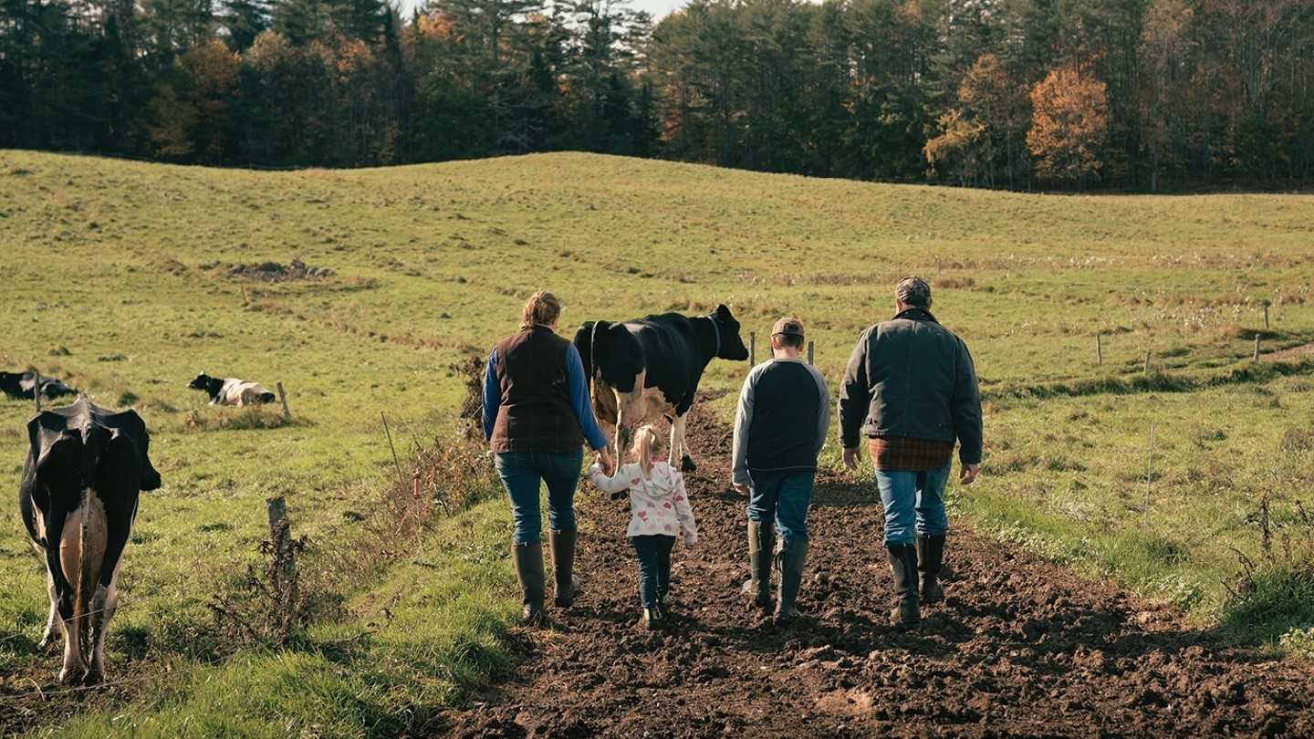 Family on a cow farm, walking a dirt path